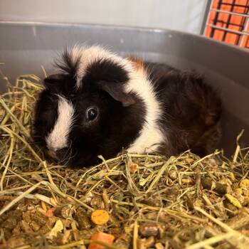 Rescue Guinea Pig Guinea Pigs for Adoption in Brockton, Massachusetts - Dubie | PetCurious